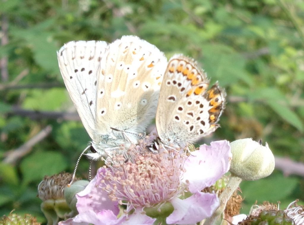 Polyommatus e Plebejus ?